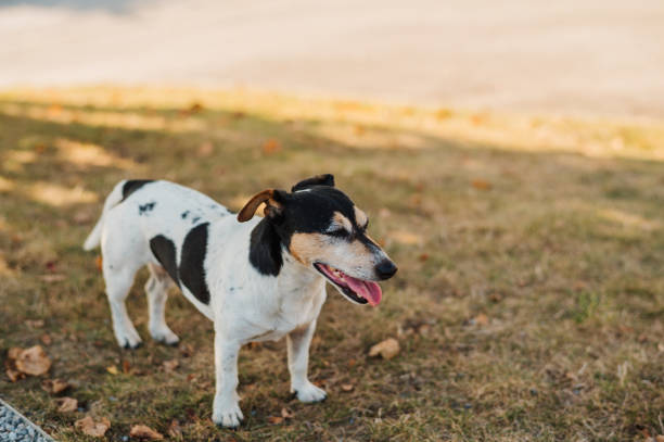 Cute dog portrait with copy-space