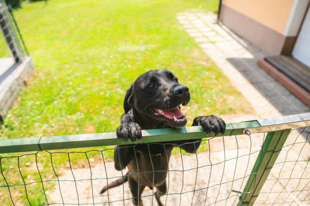 Black dog looking over a fence