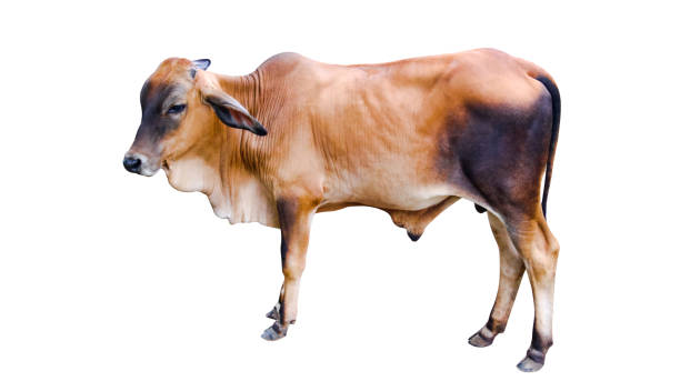 istock Cut out image of cow with precise clipping paths, set against a clean white background. 2166337001