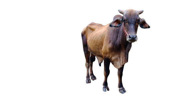 istock Cut out image of cow with precise clipping paths, set against a clean white background. 2166337002