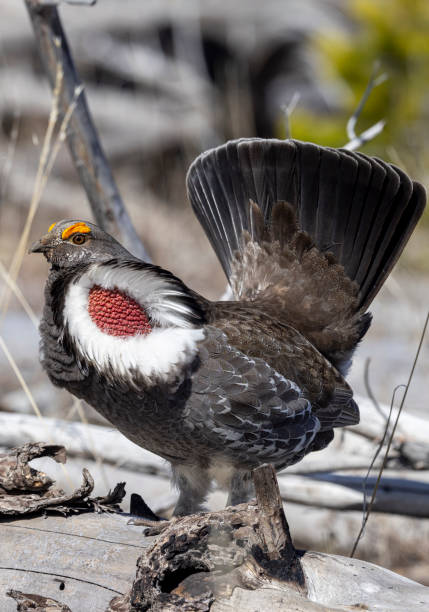 istock Male Spruce Grouse in Wyoming in Springtime 2166337024