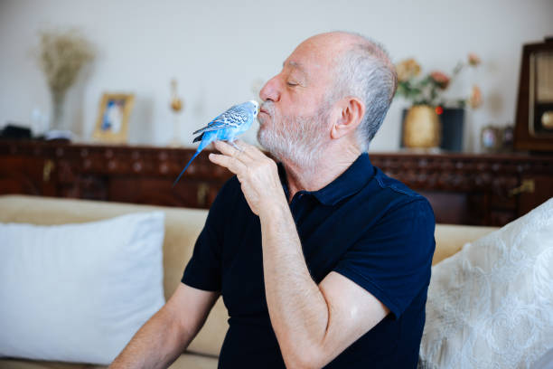 istock Senior Man Playing With Pet Budgerigar 2166337040