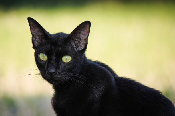 istock Close up photo of Solid black colored stray cat looking at camera. Empty blank copy text space. Blurred bokeh backgrounds. Concept for world animal day, international cat day, rabies awareness. 2166337117