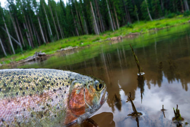 Rainbow Trout Caught Fly Fishing - Closeup of trout before being released back into the water.