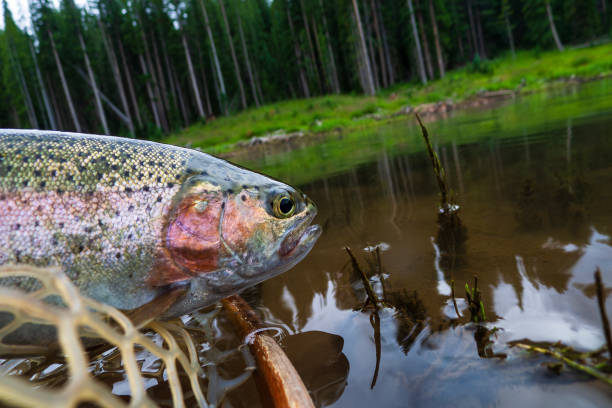 A cherry salmon swimming upstream the Sakura Falls in Kiyosato, Hokkaido.