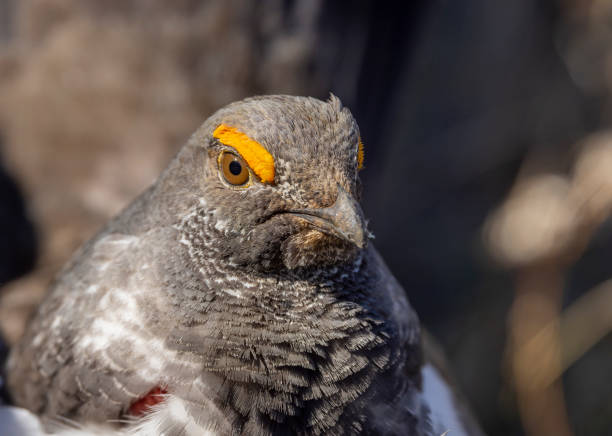 a male spruce grouse in Yellowstone National Park Wyoming in springtime