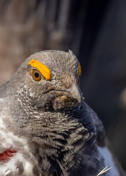 istock Male Spruce Grouse in Wyoming in Springtime 2166337986