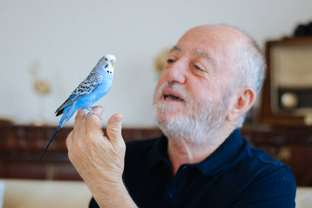istock Senior Man Playing With Pet Budgerigar 2166338038