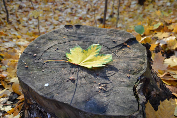istock a yellow leaf on a tree stump with sunshine close up 2166338589