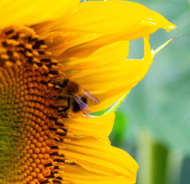 A bumblebee insect on a sunflower flower. The natural landscape.