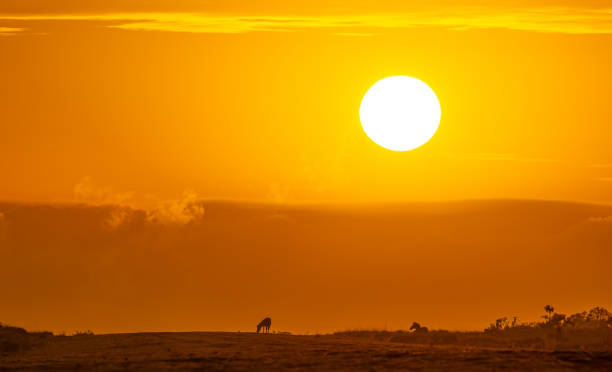 istock Zebra at sunrise  in Lake Manyara National Park 2166340879