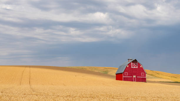 istock Red barn and golden wheat fields ready for harvest 2166341002