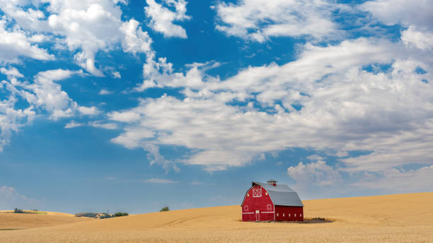 istock Dramatic sky above a red barn and wheat field 2166341003