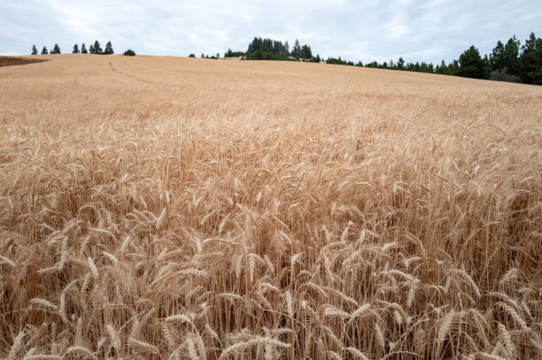 istock Field of mature wheat ready for harvest 2166341051