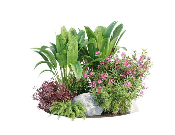 istock flower garden tree plant on white background with clipping path, 3d illustration, 3d rendering 2166341255