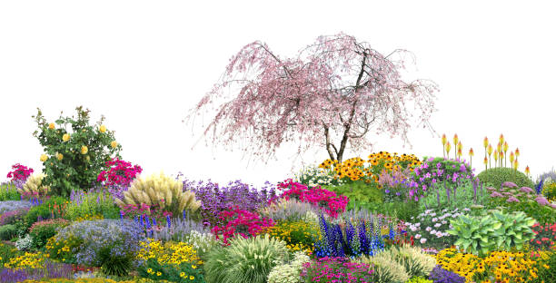 istock flower garden tree plant on white background with clipping path, 3d illustration, 3d rendering 2166341266