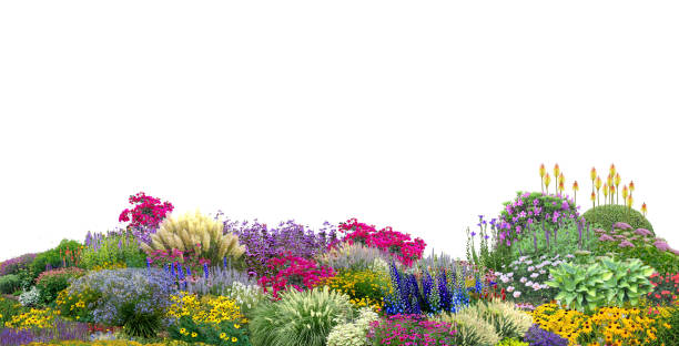 istock flower garden tree plant on white background with clipping path, 3d illustration, 3d rendering 2166341308
