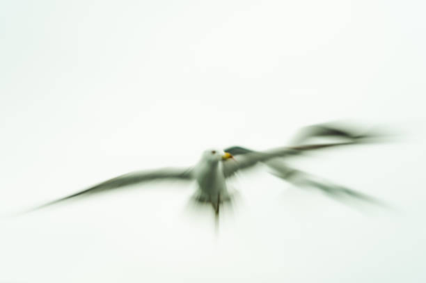 Abstract motion blur photo with a seagull flying.