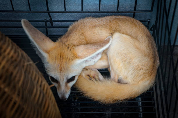 istock Cute little Fennec fox resting in cage 2166342432