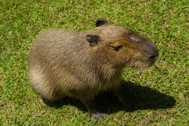 istock A capybara on the grass in daylight 2166342456