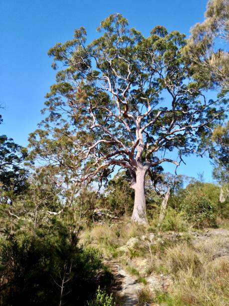 istock Sydney park. Australia 2166343382
