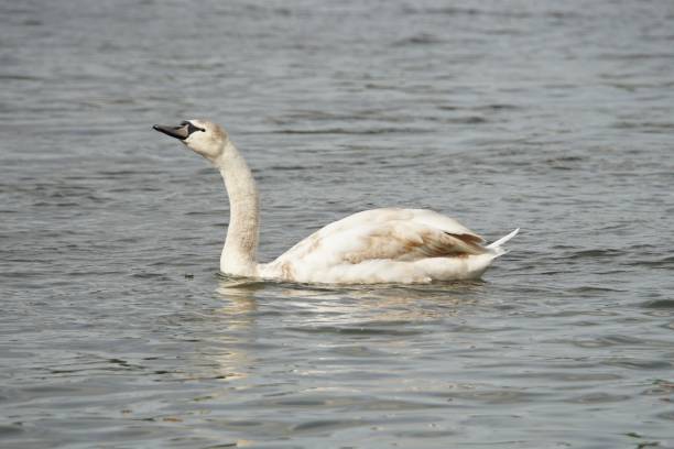 istock Swimming Mute Swan 4 2166345482