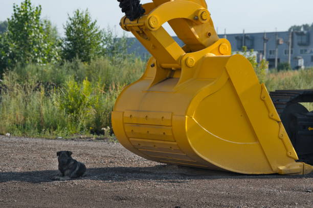 Novokuznetsk, Russia. July 31, 2024. A stray dog of unknown breed is resting in the shadow of a huge bulldozer bucket.