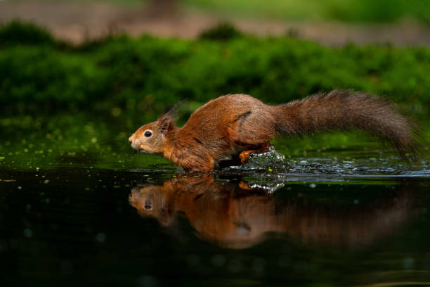 istock Eurasian red squirrel in the forest in the Netherlands. 2166346034