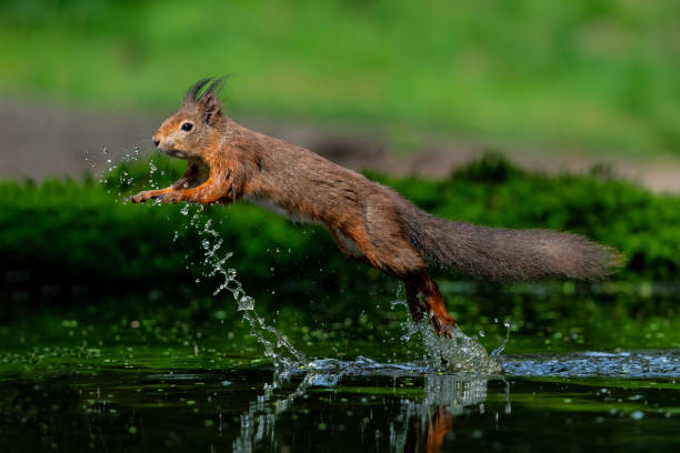 istock Eurasian red squirrel in the forest in the Netherlands. 2166346112