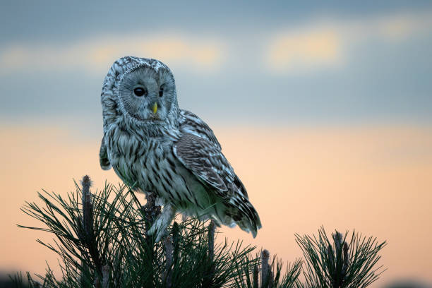 istock Ural owl at sunset in the Netherlands 2166346228