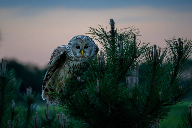 Ural owl (Strix uralensis) sitting on a branch late in the evening at sunset in the Netherlands
