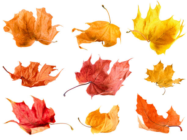 istock collection of maple autumn leaves 2166346433