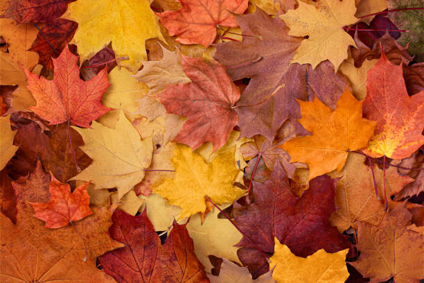 maple autumn leaves - autunno foto e immagini stock