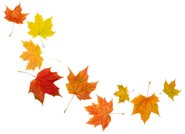 autumn maple листья - бросать стоковые фото и изображения