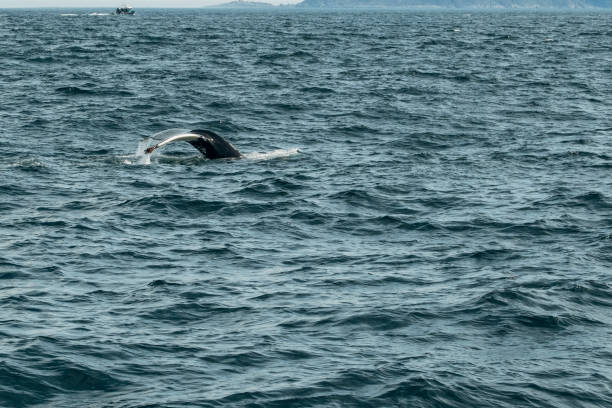 Humpback whale tail fin seen in resurrection bay Alaska
