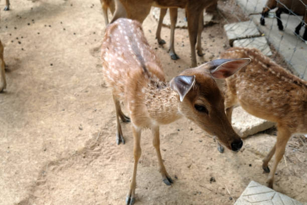 several sika deer on the farm