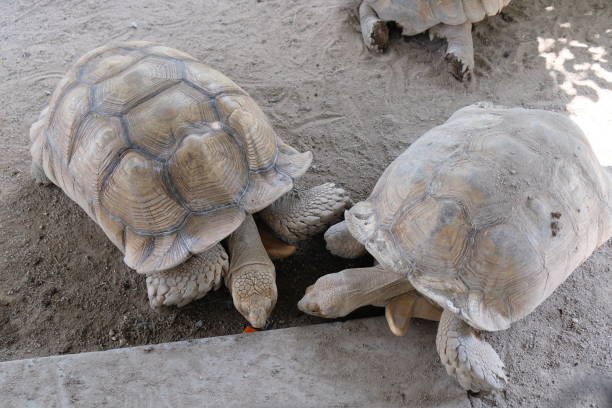 istock several turtles on a farm in Thailand 2166346916