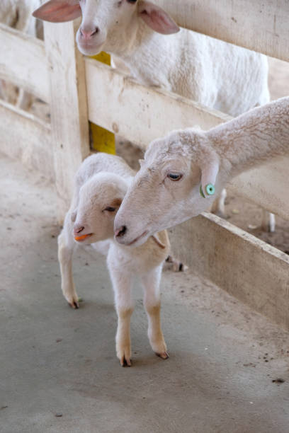istock little white lamb with his mother ewe 2166347130