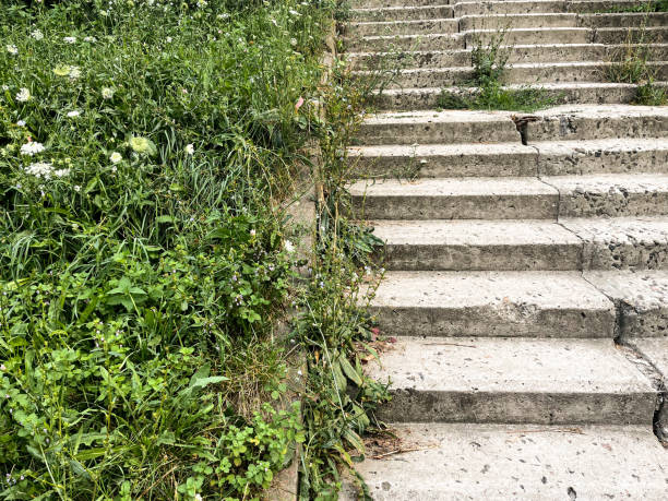 A worn concrete staircase, partially overgrown with greenery. A blend of nature reclaiming human-made structures. Wild plants and flowers encroach upon the steps, adding a touch of natural beauty to the aged, cracked concrete. The juxtaposition of the structured steps and the untamed vegetation creates a sense of quiet resilience and the passage of time, highlighting the intersection of the man-made and the natural world.