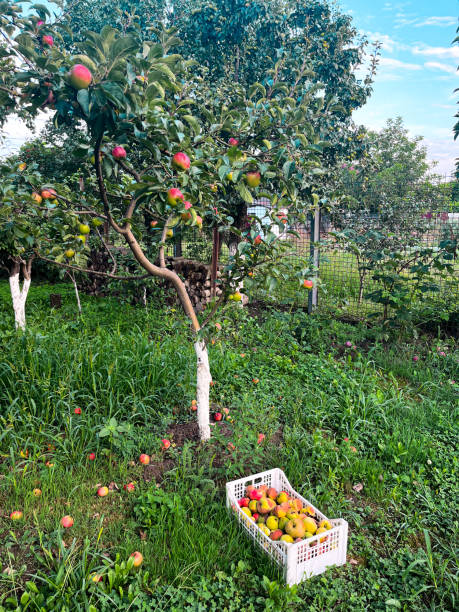 istock Freshly picked apples in an orchard 2166347639