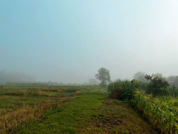 istock A misty morning landscape in Ukraine 2166347651