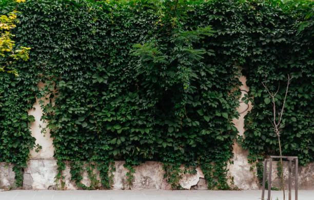 istock A wall covered in green ivy 2166347744
