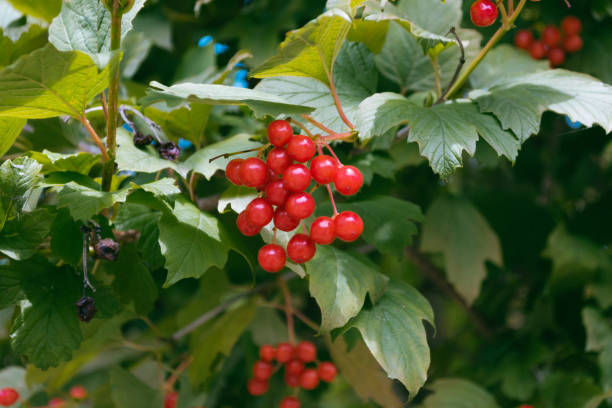 istock A cluster of red berries on a tree branch 2166348849