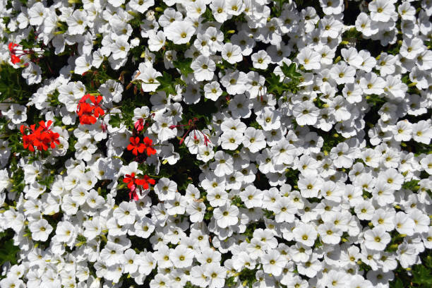 White petunias and red geranium combined flower composition
