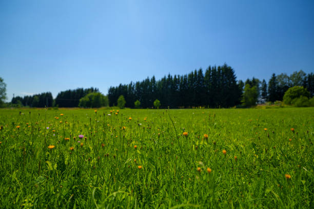 Summer Meadow blue sky white clouds background