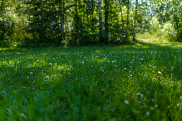 Green grass and trees on a sunny day. High quality photo