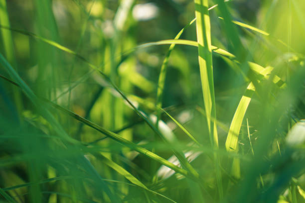 A close-up photograph of green grass blades basking in sunlight, showcasing the delicate textures and vibrant hues of the leaves.