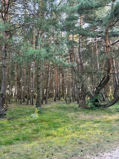 istock Forest in Bydgoszcz Poland 2166351461
