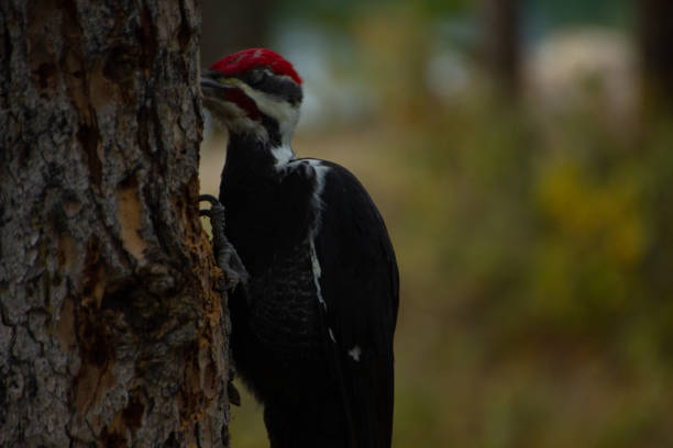 Northern Flicker Bird perched in Poplar Tree. Summertime. August.  Soft focus background.