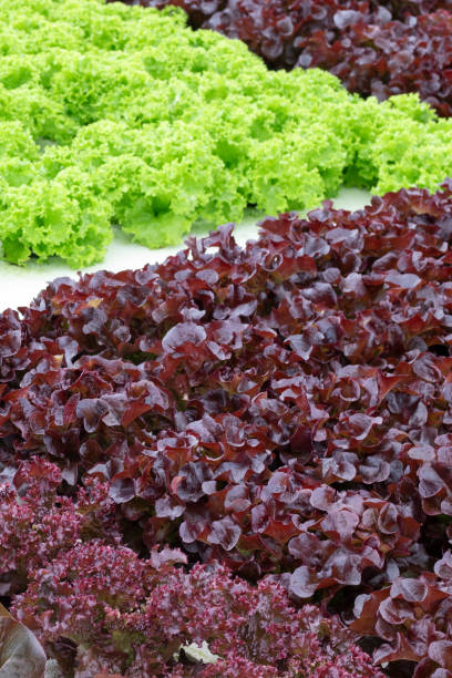istock Green and red lettuce. 2166351722
